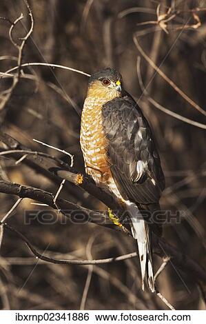 "Sharp-shinned Hawk (Accipiter striatus), adult perched, Bosque del Apache National Wildlife Refuge, New Mexico, USA" View Large Photo Image Stock Photograph - "Sharp-shinned Hawk (Accipiter striatus), adult perched, Bosque del Apache National Wildlife Refuge, New Mexico, USA". Fotosearch