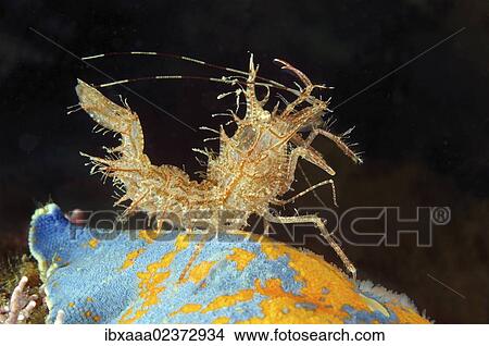 "Sharps shrimp (Rhynocrangon sharpi, Ortmann), Japan Sea, Far East, Primorsky Krai, Russian Federation" View Large Photo Image Picture - "Sharps shrimp (Rhynocrangon sharpi, Ortmann), Japan Sea, Far East, Primorsky Krai, Russian Federation". Fotosearch
