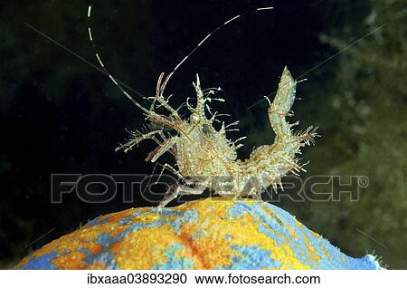 "Sharps Shrimp (Rhynocrangon sharpi), Sea of Japan, Primorsky Krai, Russia, Europe" View Large Photo Image Stock Image - "Sharps Shrimp (Rhynocrangon sharpi), Sea of Japan, Primorsky Krai, Russia, Europe". Fotosearch