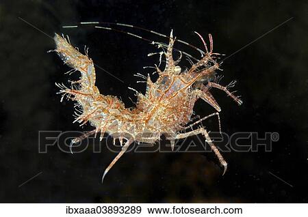 "Sharp's Shrimp (Rhynocrangon sharpi), Sea of Japan, Primorsky Krai, Russian Far East, Russian Federation" View Large Photo Image Stock Photo - "Sharp's Shrimp (Rhynocrangon sharpi), Sea of Japan, Primorsky Krai, Russian Far East, Russian Federation". Fotosearch