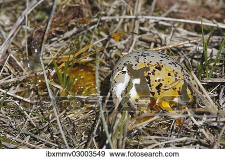 "Shattered egg of an Eurasian Oystercatcher (Haematopus ostralegus), Minsener Oog, East Frisian Islands, Friesland District, Lower Saxony, Germany, Europe" View Large Photo Image Stock Photo - "Shattered egg of an Eurasian Oystercatcher (Haematopus ostralegus), Minsener Oog, East Frisian Islands, Friesland District, Lower Saxony, Germany, Europe". Fotosearch