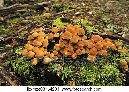 "Sheathed Woodtuft (Kuehneromyces mutabilis), fungi growing on a moss-covered tree trunk, Mecklenburg-Western Pomerania, Germany, Europe" View Large Photo Image Stock Image - "Sheathed Woodtuft (Kuehneromyces mutabilis), fungi growing on a moss-covered tree trunk, Mecklenburg-Western Pomerania, Germany, Europe". Fotosearch