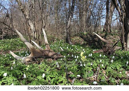 Stock Image - "Shed antlers, Red Deer (Cervus elaphus), lying between anemones, Allgaeu, Bavaria, Germany, Europe". Fotosearch
