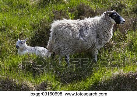 "Sheep and lamb, Grey Mare's Tail Nature Reserve, Borders District, Scotland, United Kingdom, Europe" View Large Photo Image Stock Photo - "Sheep and lamb, Grey Mare's Tail Nature Reserve, Borders District, Scotland, United Kingdom, Europe". Fotosearch