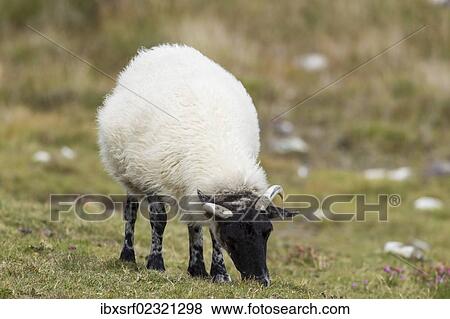 "Sheep, Beara Peninsula, Cork, Ireland, Europe" View Large Photo Image Stock Photo - "Sheep, Beara Peninsula, Cork, Ireland, Europe". Fotosearch
