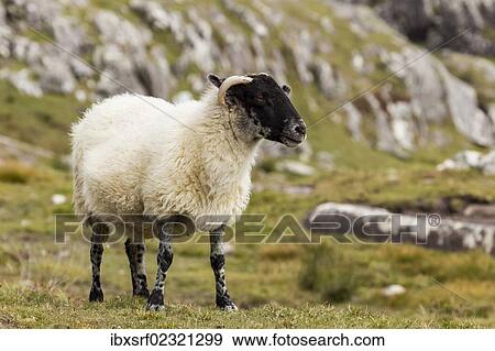 "Sheep, Beara Peninsula, Cork, Ireland, Europe" View Large Photo Image Stock Photo - "Sheep, Beara Peninsula, Cork, Ireland, Europe". Fotosearch