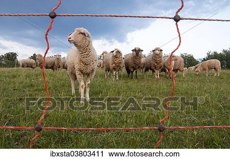 "Sheep behind an electric fence, Lahr, Ortenaukreis district, Baden-Wurttemberg, Germany, Europe" View Large Photo Image Stock Image - "Sheep behind an electric fence, Lahr, Ortenaukreis district, Baden-Wurttemberg, Germany, Europe". Fotosearch