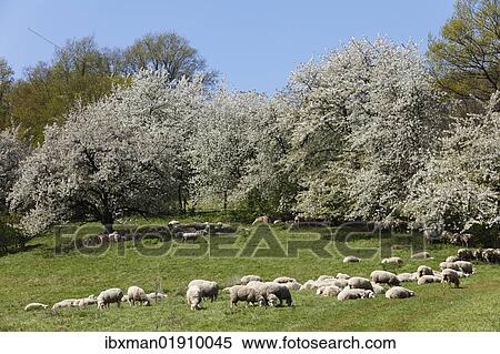 Stock Photography - "Sheep, cherry trees in blossom, Roedlas, municipality of Neunkirchen am Brand, Franconian Switzerland, Upper Franconia, Franconia, Bavaria, Germany, Europe". Fotosearch