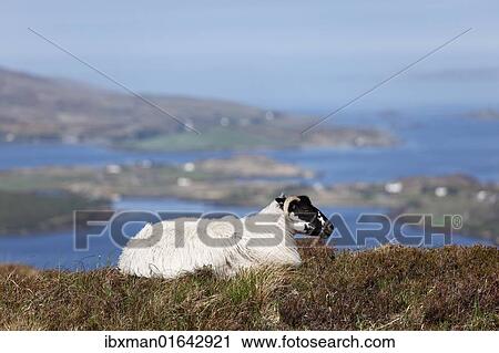 "Sheep, Connemara National Park, County Galway, Republic of Ireland, Europe" View Large Photo Image Stock Image - "Sheep, Connemara National Park, County Galway, Republic of Ireland, Europe". Fotosearch