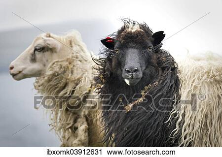 "Sheep, Faroe Islands, Denmark, Europe" View Large Photo Image Stock Image - "Sheep, Faroe Islands, Denmark, Europe". Fotosearch