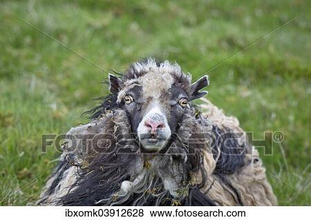 Stock Photo - "Sheep, Faroe Islands, Denmark, Europe". Fotosearch