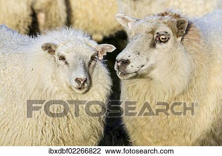 "Sheep, flock of sheep near Kirkjubaejarklaustur, southern Iceland, Iceland, Europe" View Large Photo Image Stock Image - "Sheep, flock of sheep near Kirkjubaejarklaustur, southern Iceland, Iceland, Europe". Fotosearch