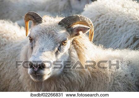 "Sheep, flock of sheep near Kirkjubaejarklaustur, southern Iceland, Iceland, Europe" View Large Photo Image Stock Image - "Sheep, flock of sheep near Kirkjubaejarklaustur, southern Iceland, Iceland, Europe". Fotosearch