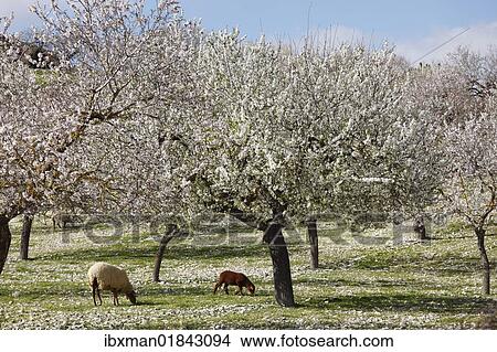 "Sheep grazing between blossoming Almond (Prunus dulcis) trees, Montuiri, Majorca, Balearic Islands, Spain, Europe" View Large Photo Image Picture - "Sheep grazing between blossoming Almond (Prunus dulcis) trees, Montuiri, Majorca, Balearic Islands, Spain, Europe". Fotosearch