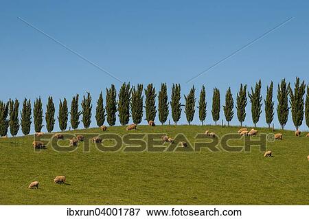 "Sheep grazing beyond a cypress treeline, Victoria, Australia, Oceania" View Large Photo Image Stock Photo - "Sheep grazing beyond a cypress treeline, Victoria, Australia, Oceania". Fotosearch