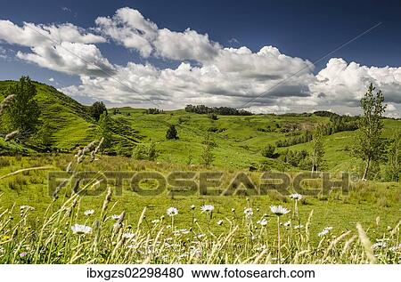 "Sheep grazing meadow with flowers, North Island, New Zealand, Oceania" View Large Photo Image Stock Image - "Sheep grazing meadow with flowers, North Island, New Zealand, Oceania". Fotosearch