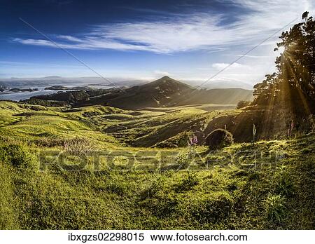 "Sheep grazing meadows in raking light, sun rays of the warm morning sun, Hoopers Inlet Bay, Otago Peninsula, South Island, New Zealand, Oceania" View Large Photo Image Stock Photography - "Sheep grazing meadows in raking light, sun rays of the warm morning sun, Hoopers Inlet Bay, Otago Peninsula, South Island, New Zealand, Oceania". Fotosearch