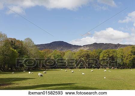 Stock Image - "Sheep grazing on pasture, Black Valley near Killarney, County Kerry, Ireland, British Islands, Europa, Europe". Fotosearch