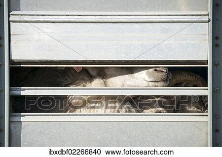 "Sheep in a truck, transportation of sheep near Kirkjubaejarklaustur, southern Iceland, Iceland, Europe" View Large Photo Image Stock Image - "Sheep in a truck, transportation of sheep near Kirkjubaejarklaustur, southern Iceland, Iceland, Europe". Fotosearch