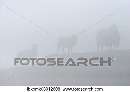 "Sheep in fog, Faroe Islands, Denmark, Europe" View Large Photo Image Stock Photo - "Sheep in fog, Faroe Islands, Denmark, Europe". Fotosearch