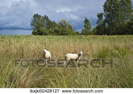 "Sheep in the salt marsh nature reserve, Hohwacht Bay, Behrensdorf, Baltic Sea, Schleswig-Holstein, Germany, Europe" View Large Photo Image Stock Photo - "Sheep in the salt marsh nature reserve, Hohwacht Bay, Behrensdorf, Baltic Sea, Schleswig-Holstein, Germany, Europe". Fotosearch