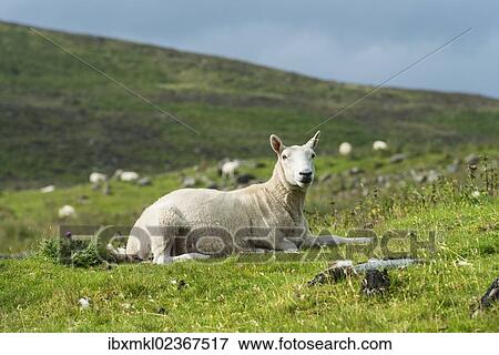 "Sheep, lying, in the Scottish Highlands, Scotland, United Kingdom, Europe" View Large Photo Image Stock Photo - "Sheep, lying, in the Scottish Highlands, Scotland, United Kingdom, Europe". Fotosearch