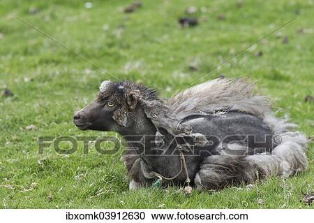 "Sheep moulting, Faroe Islands, Denmark, Europe" View Large Photo Image Stock Image - "Sheep moulting, Faroe Islands, Denmark, Europe". Fotosearch