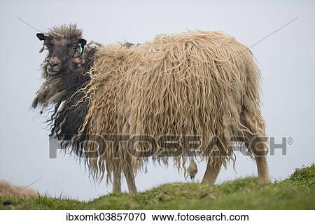 "Sheep, Mykines, Faroe Islands, Denmark, Europe" View Large Photo Image Stock Image - "Sheep, Mykines, Faroe Islands, Denmark, Europe". Fotosearch