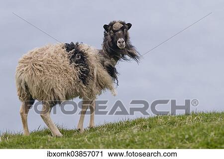 "Sheep, Mykines, Faroe Islands, Denmark, Europe" View Large Photo Image Stock Image - "Sheep, Mykines, Faroe Islands, Denmark, Europe". Fotosearch