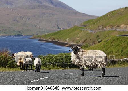 Stock Image - "Sheep on a country road, Killary Harbour, County Mayo, Connacht province, Republic of Ireland, Europe". Fotosearch
