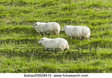 "Sheep on a green meadow, Iceland, Europe" View Large Photo Image Stock Photography - "Sheep on a green meadow, Iceland, Europe". Fotosearch