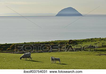 "Sheep on a pasture in front of the island of Ailsa Craig, Creag Ealasaid, Elizabeth's rock, in the Firth of Clyde, Girvan, South Ayrshire, Scotland, United Kingdom, Europe" View Large Photo Image Stock Image - "Sheep on a pasture in front of the island of Ailsa Craig, Creag Ealasaid, Elizabeth's rock, in the Firth of Clyde, Girvan, South Ayrshire, Scotland, United Kingdom, Europe". Fotosearch