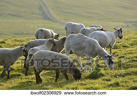"Sheep on a pasture near the Stacks of Duncansby, north coast of Scotland, John o'Groats, Freswick, Dunnet, Caithness, Scotland, United Kingdom, Europe" View Large Photo Image Stock Photo - "Sheep on a pasture near the Stacks of Duncansby, north coast of Scotland, John o'Groats, Freswick, Dunnet, Caithness, Scotland, United Kingdom, Europe". Fotosearch