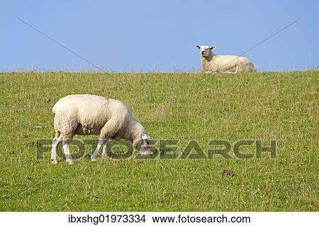 Picture - "Sheep on dike, Strucklahnungshoern, Nordstrand, North Friesland, Schleswig-Holstein, Germany, Europe". Fotosearch