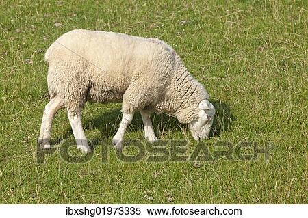 Stock Photography - "Sheep on dike, Strucklahnungshoern, Nordstrand, North Friesland, Schleswig-Holstein, Germany, Europe". Fotosearch