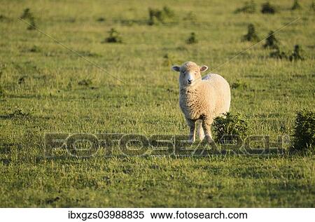 Stock Photography - "Sheep on pasture, New Zealand, Oceania". Fotosearch