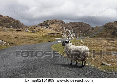 Stock Photo - "Sheep on road to Slieve League, County Donegal, Ireland, Europe, PublicGround, Europe". Fotosearch