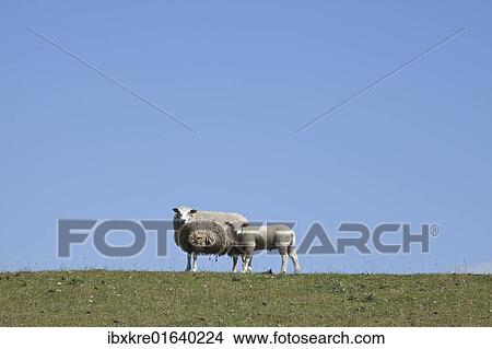 "Sheep on the Nordstrand dyke of Husum, North Friesland, Schleswig-Holstein, Germany, Europe" View Large Photo Image Picture - "Sheep on the Nordstrand dyke of Husum, North Friesland, Schleswig-Holstein, Germany, Europe". Fotosearch