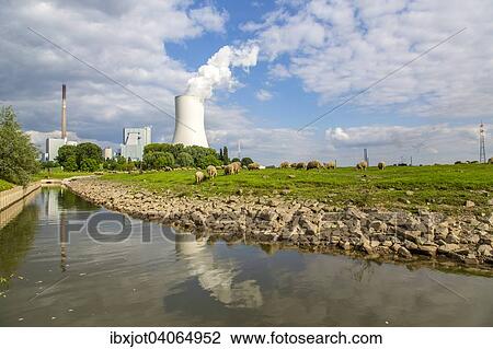 "Sheep on the pasture in front of the Walsum STEAG power plant, a coal-fired power station, cooling tower Block 10, on the Rhine, Duisburg, Ruhr district, North Rhine-Westphalia, Germany, Europe" View Large Photo Image Stock Image - "Sheep on the pasture in front of the Walsum STEAG power plant, a coal-fired power station, cooling tower Block 10, on the Rhine, Duisburg, Ruhr district, North Rhine-Westphalia, Germany, Europe". Fotosearch