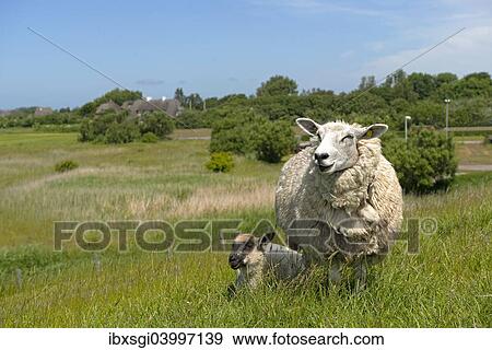 "Sheep (Ovis orientalis aries), female with lamb standing on a dike, near Osterende, Sylt, Schleswig-Holstein, Germany, Europe" View Large Photo Image Stock Photo - "Sheep (Ovis orientalis aries), female with lamb standing on a dike, near Osterende, Sylt, Schleswig-Holstein, Germany, Europe". Fotosearch