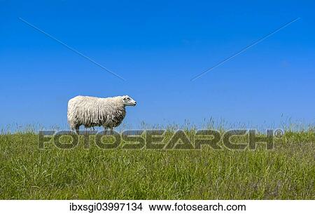 "Sheep (Ovis orientalis aries) standing on a dike, near Archsum, Sylt, Schleswig-Holstein, Germany, Europe" View Large Photo Image Picture - "Sheep (Ovis orientalis aries) standing on a dike, near Archsum, Sylt, Schleswig-Holstein, Germany, Europe". Fotosearch