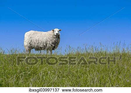 "Sheep (Ovis orientalis aries) standing on a dike, near Archsum, Sylt, Schleswig-Holstein, Germany, Europe" View Large Photo Image Stock Photo - "Sheep (Ovis orientalis aries) standing on a dike, near Archsum, Sylt, Schleswig-Holstein, Germany, Europe". Fotosearch