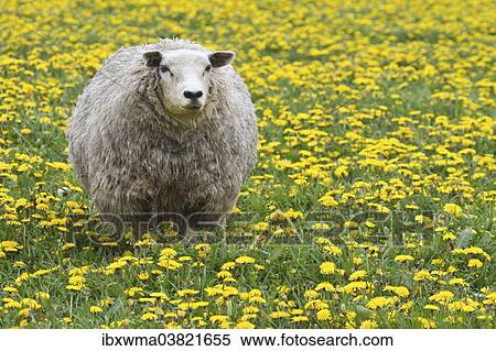 "Sheep (Ovis orientalis aries) standing in dandelion meadow, Texel, The Netherlands, Europe" View Large Photo Image Stock Photography - "Sheep (Ovis orientalis aries) standing in dandelion meadow, Texel, The Netherlands, Europe". Fotosearch