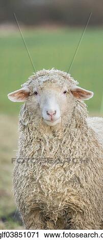"Sheep (Ovis orientalis aries), Bavaria, Germany, Europe" View Large Photo Image Stock Image - "Sheep (Ovis orientalis aries), Bavaria, Germany, Europe". Fotosearch