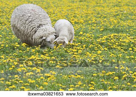 "Sheep (Ovis orientalis aries) with lamb feeding in dandelion meadow, Texel, The Netherlands, Europe" View Large Photo Image Stock Image - "Sheep (Ovis orientalis aries) with lamb feeding in dandelion meadow, Texel, The Netherlands, Europe". Fotosearch