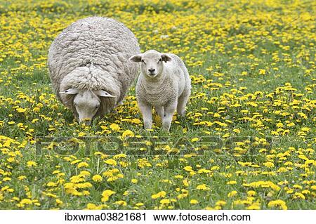 "Sheep (Ovis orientalis aries) with lamb feeding in dandelion meadow, Texel, The Netherlands, Europe" View Large Photo Image Stock Image - "Sheep (Ovis orientalis aries) with lamb feeding in dandelion meadow, Texel, The Netherlands, Europe". Fotosearch