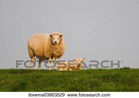 "Sheep (Ovis orientalis aries) with lamb on meadow, Texel, West Frisian Islands, province of North Holland, Holland, The Netherlands, Europe" View Large Photo Image Stock Photo - "Sheep (Ovis orientalis aries) with lamb on meadow, Texel, West Frisian Islands, province of North Holland, Holland, The Netherlands, Europe". Fotosearch