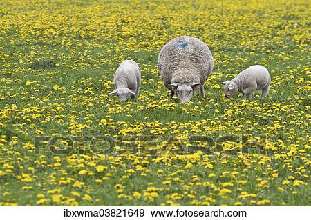 "Sheep (Ovis orientalis aries) with two lambs feeding in dandelion meadow, Texel, The Netherlands, Europe" View Large Photo Image Stock Photo - "Sheep (Ovis orientalis aries) with two lambs feeding in dandelion meadow, Texel, The Netherlands, Europe". Fotosearch