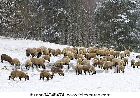 "Sheep (Ovis orientalis), flock of sheep in the snow, Palatinate Forest, Palatinate, Rhineland-Palatinate, Germany, Europe" View Large Photo Image Picture - "Sheep (Ovis orientalis), flock of sheep in the snow, Palatinate Forest, Palatinate, Rhineland-Palatinate, Germany, Europe". Fotosearch