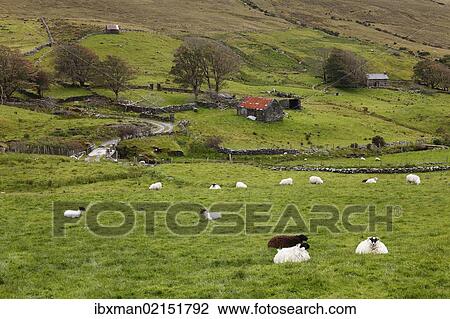 "Sheep pasture, Glencolumbcille, or Glencolumbkille, County Donegal, Ireland, Europe" View Large Photo Image Stock Image - "Sheep pasture, Glencolumbcille, or Glencolumbkille, County Donegal, Ireland, Europe". Fotosearch